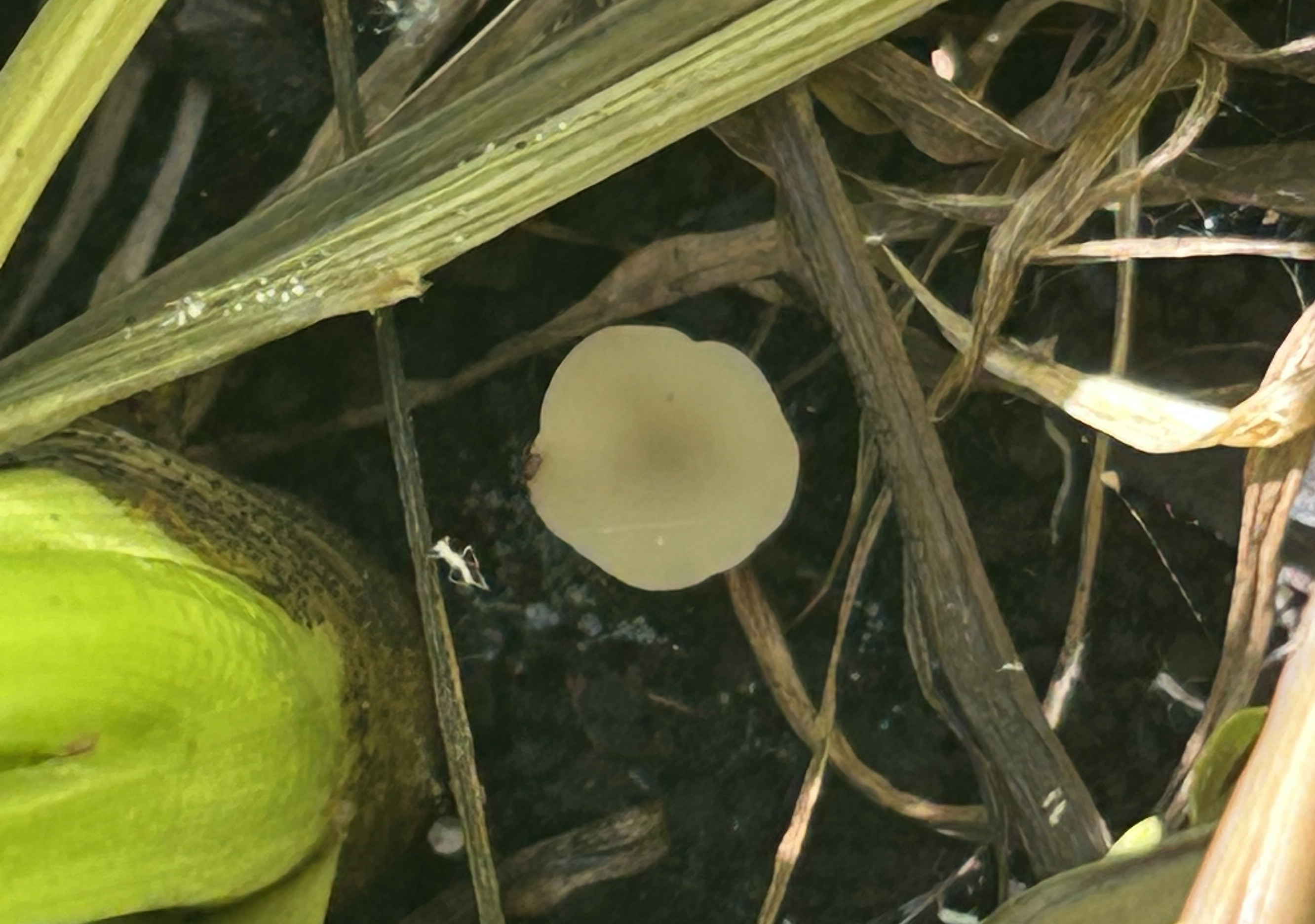 Close-up of a small, round, light tan apothecium fungus emerging from soil among dried plant stems.